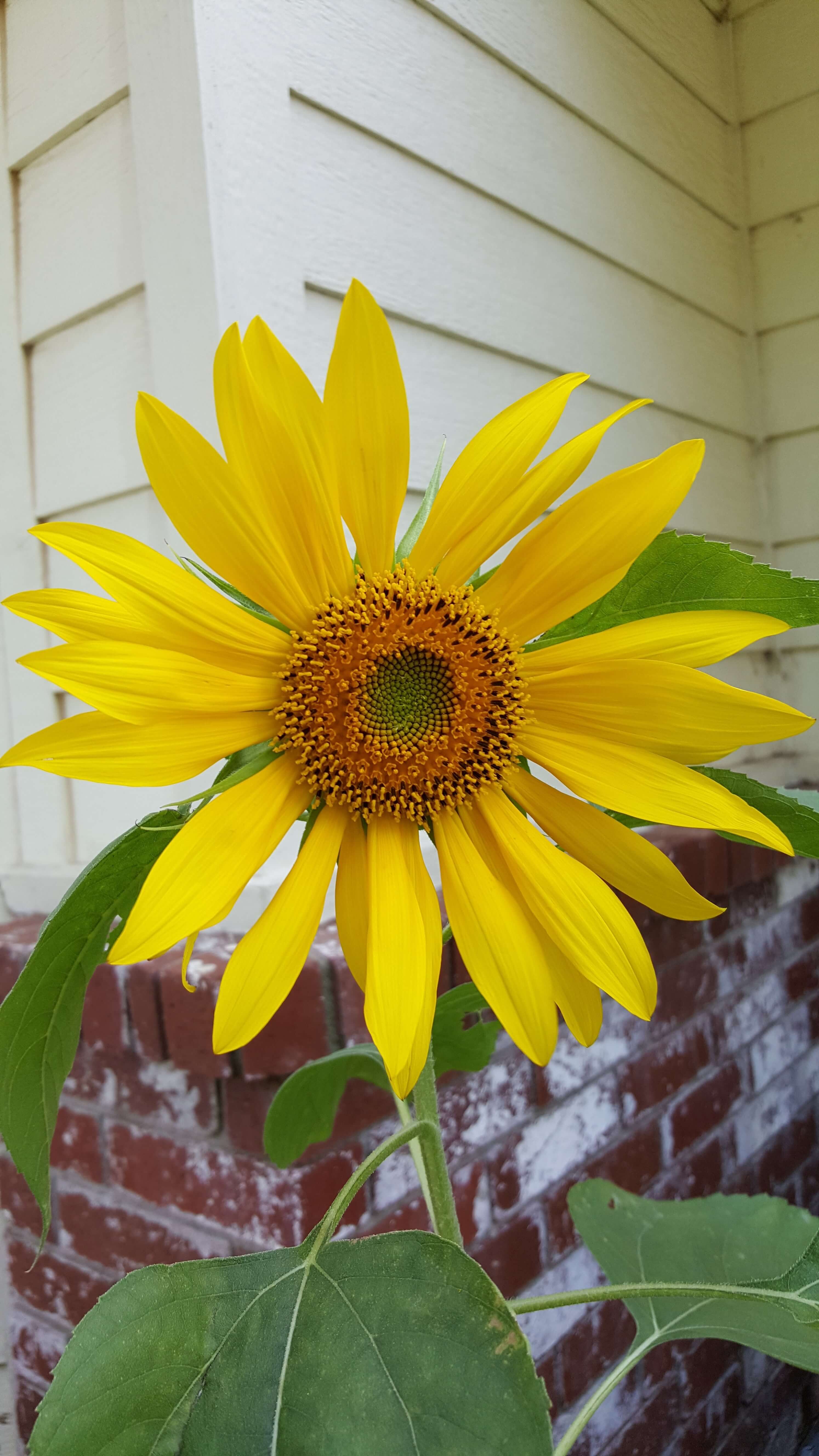 Sunflower Day | Simplemama